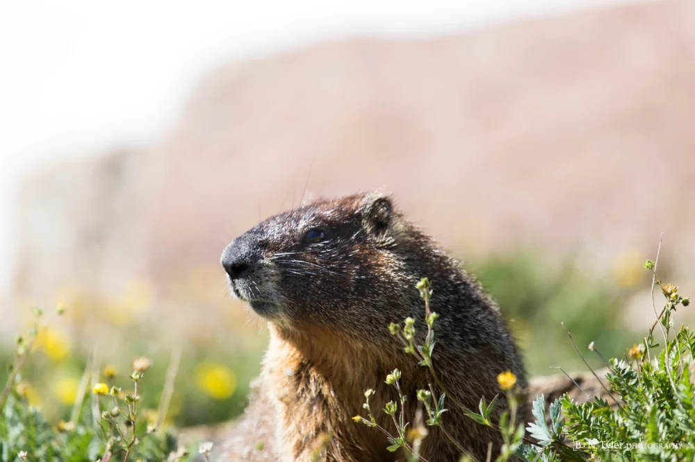 Yellow-bellied marmot portrait