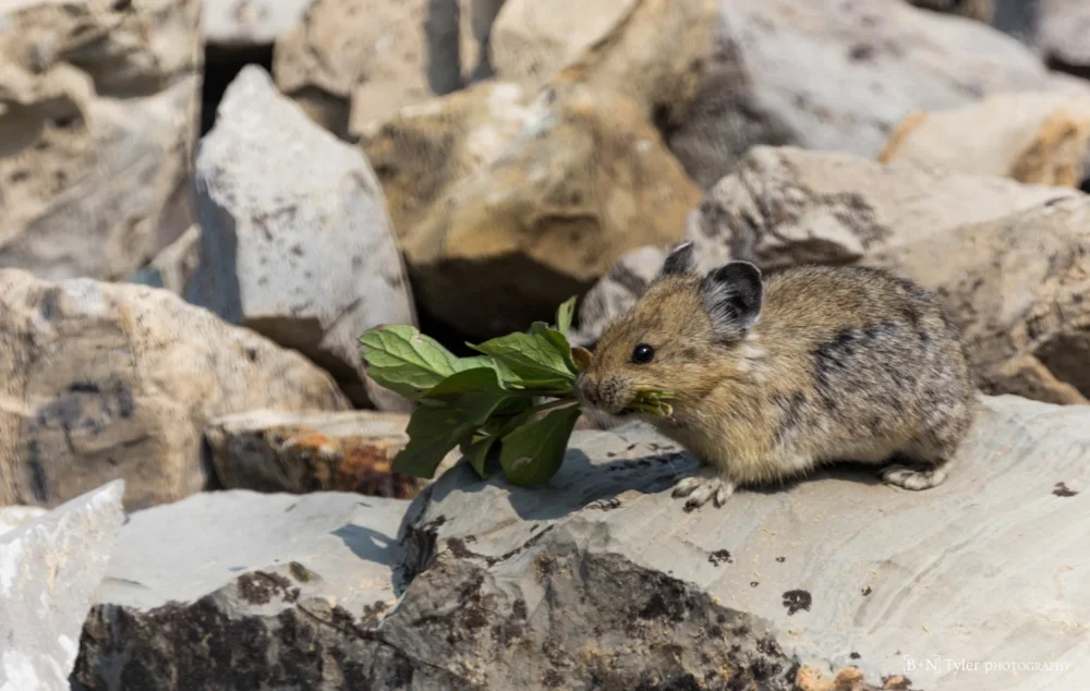 Foraging Pika