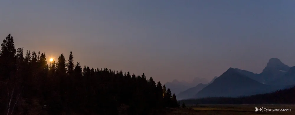 Moon rising over the trees