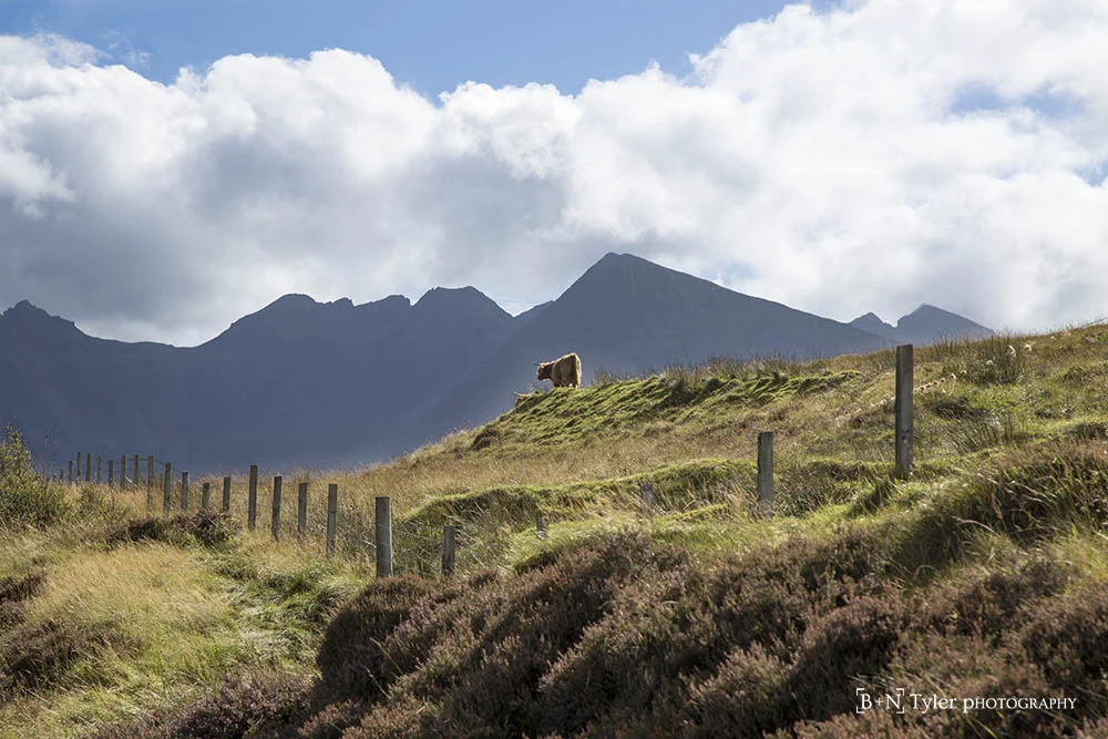 Cow in the Shadow of the Cullins