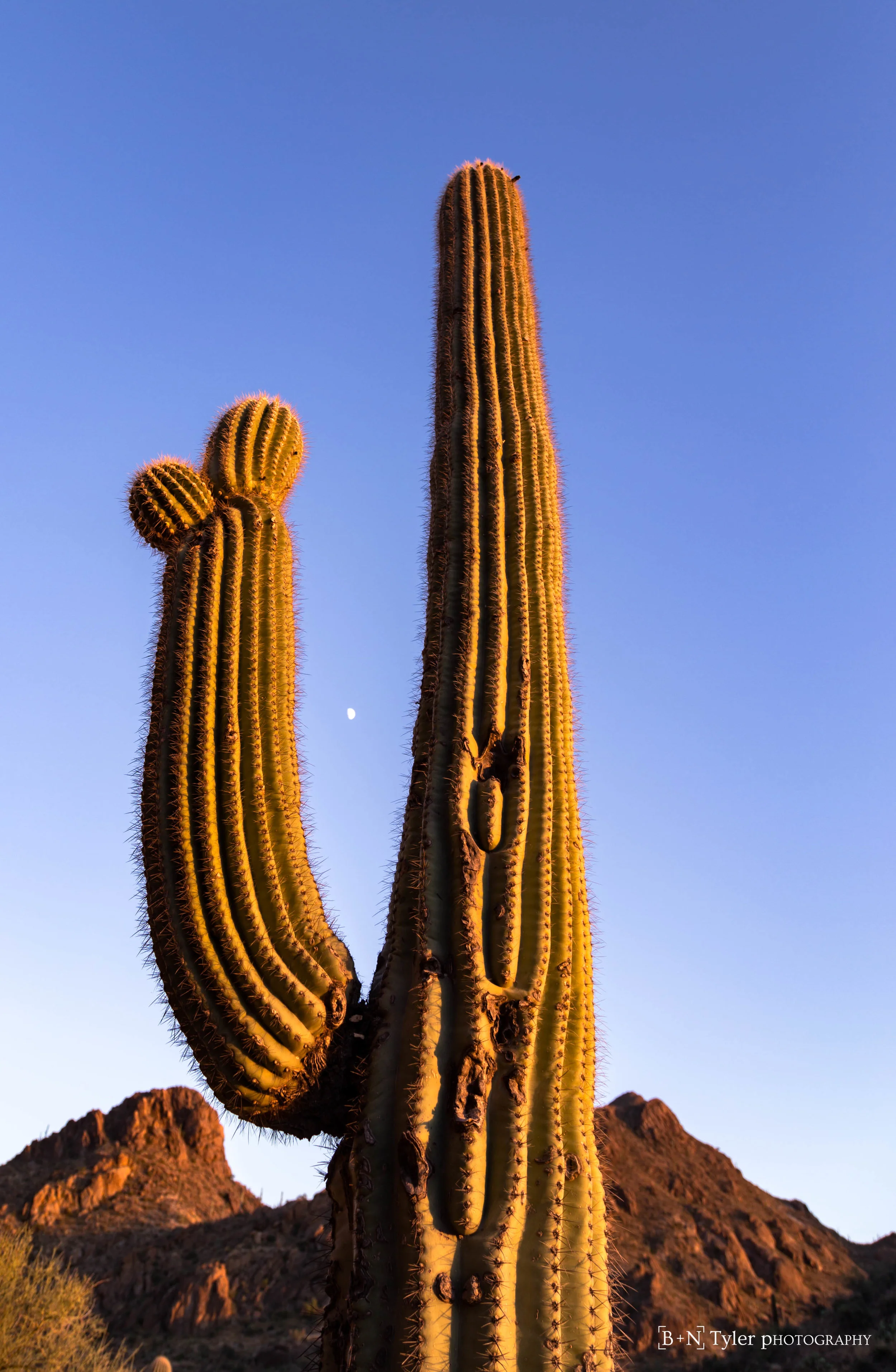 Sunlight Saguaro