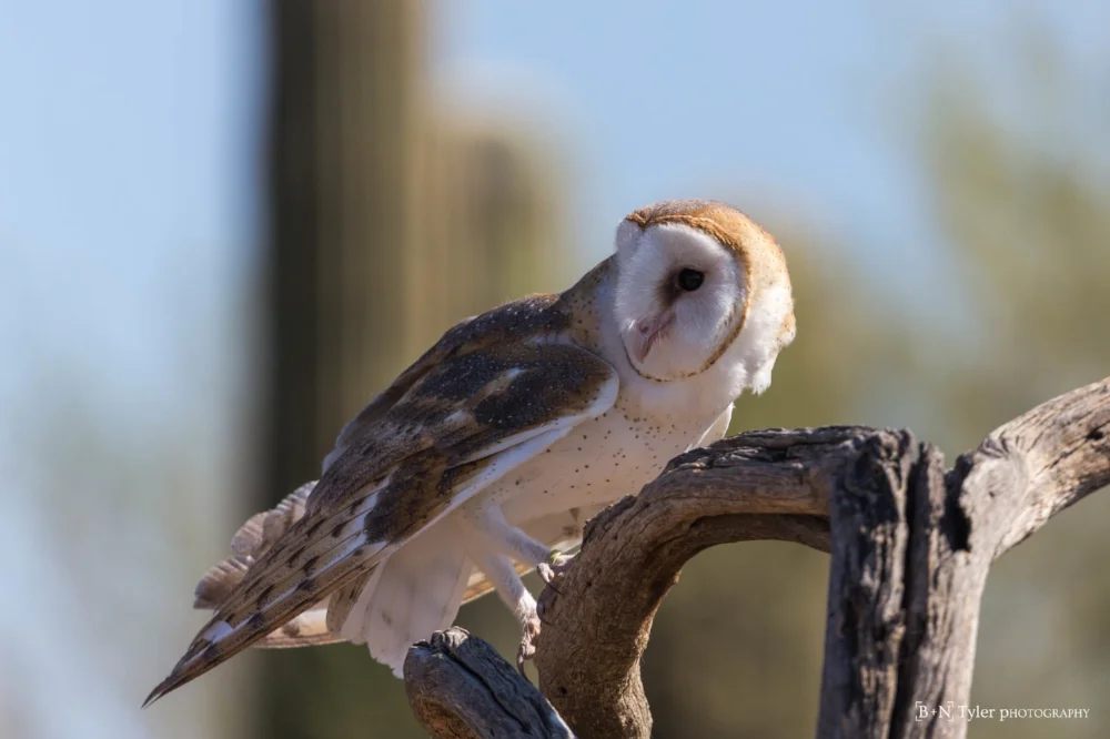 Barn owl