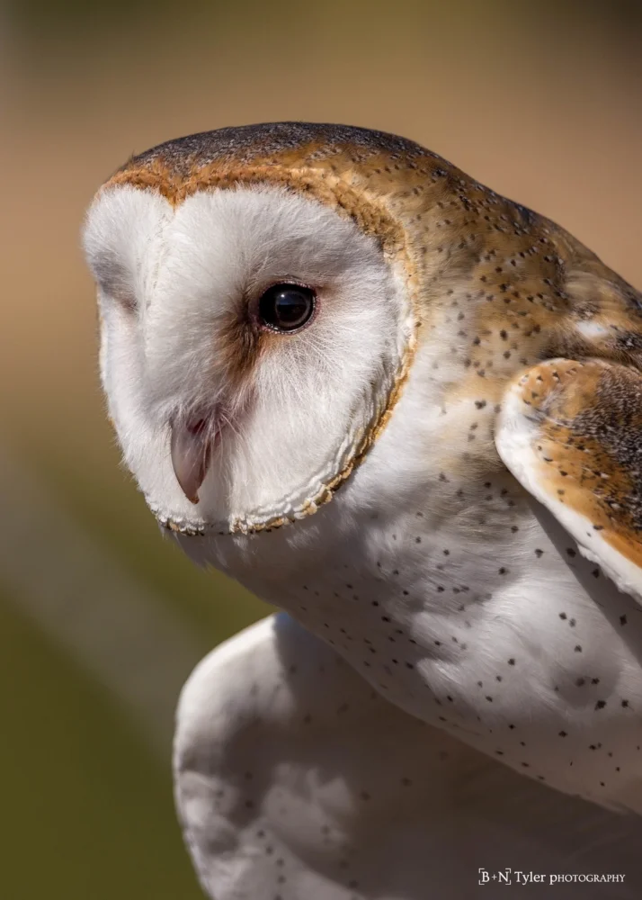 Barn Owl Portrait