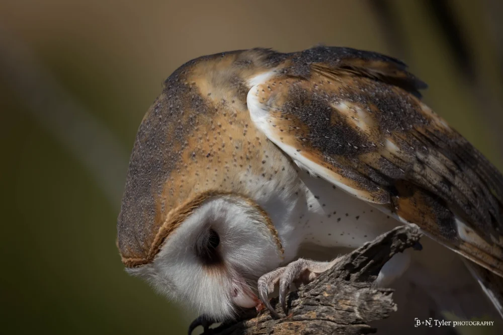 Barn owl pounce