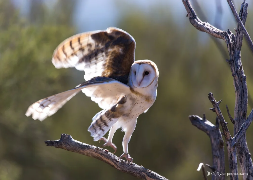 Barn owl mid launch