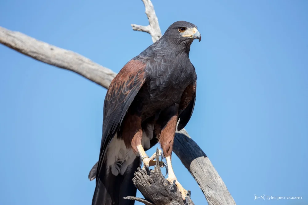 Harris Hawk