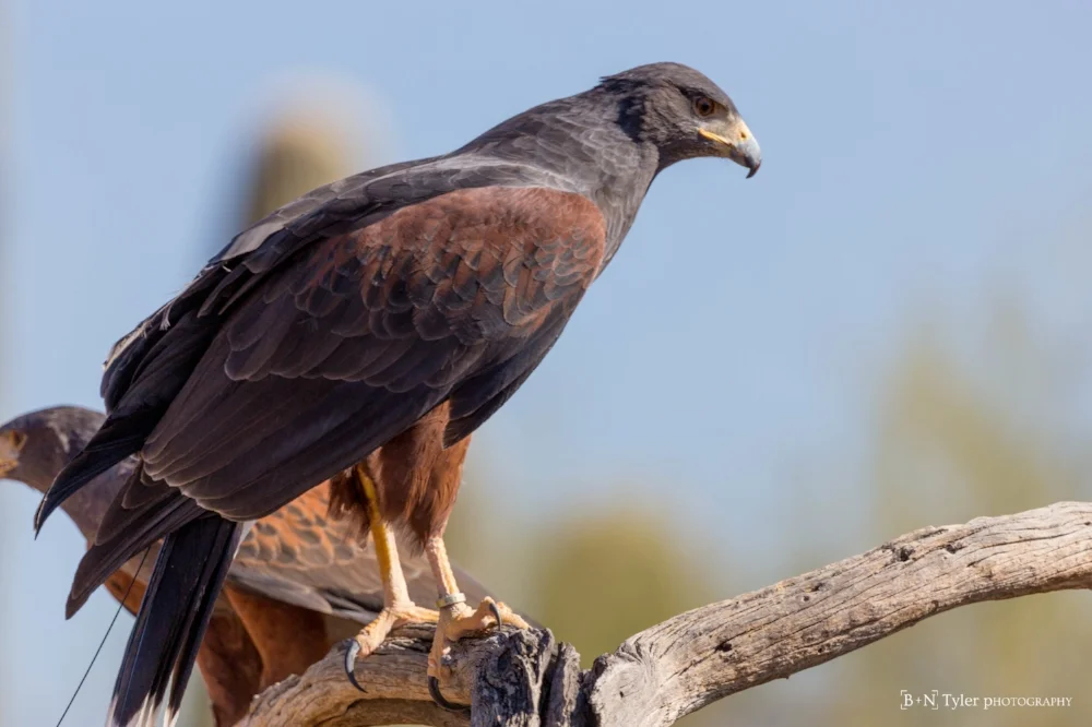 Harris Hawks