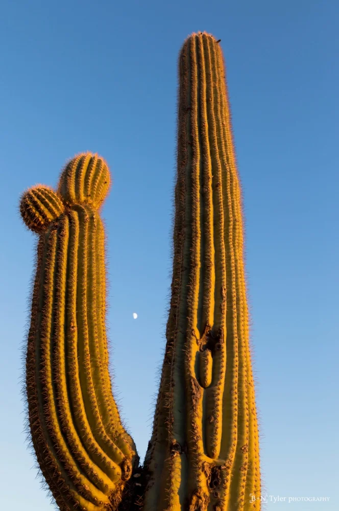 Moon rise saguaro