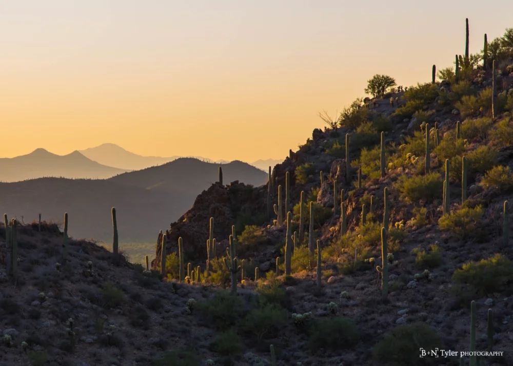 Sunset in Saguaro National Park