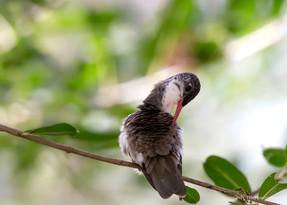 Violet-crowned Hummingbird preening