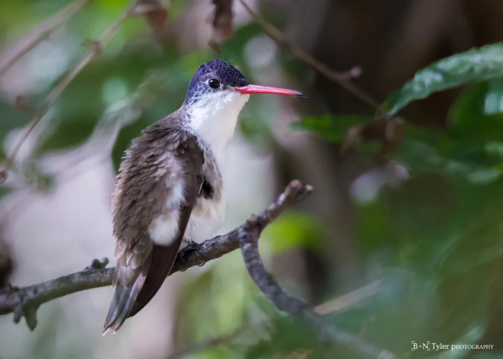 Violet-crowned hummingbird