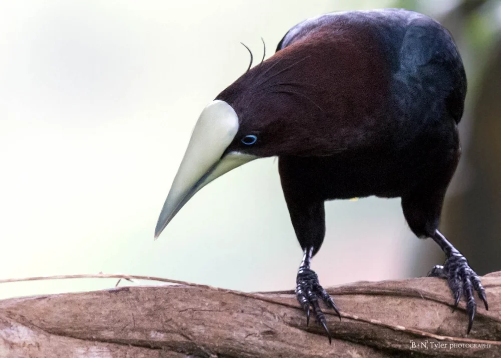 Chestnut-headed Oropendola