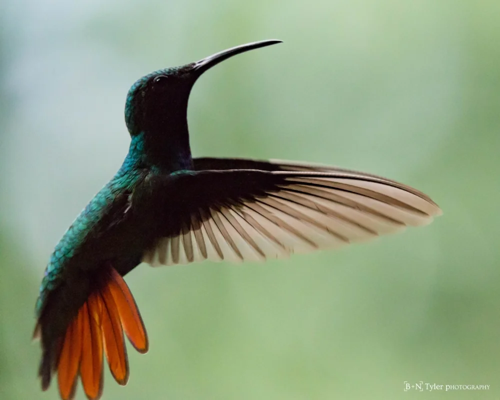 Male Green-breasted Mango