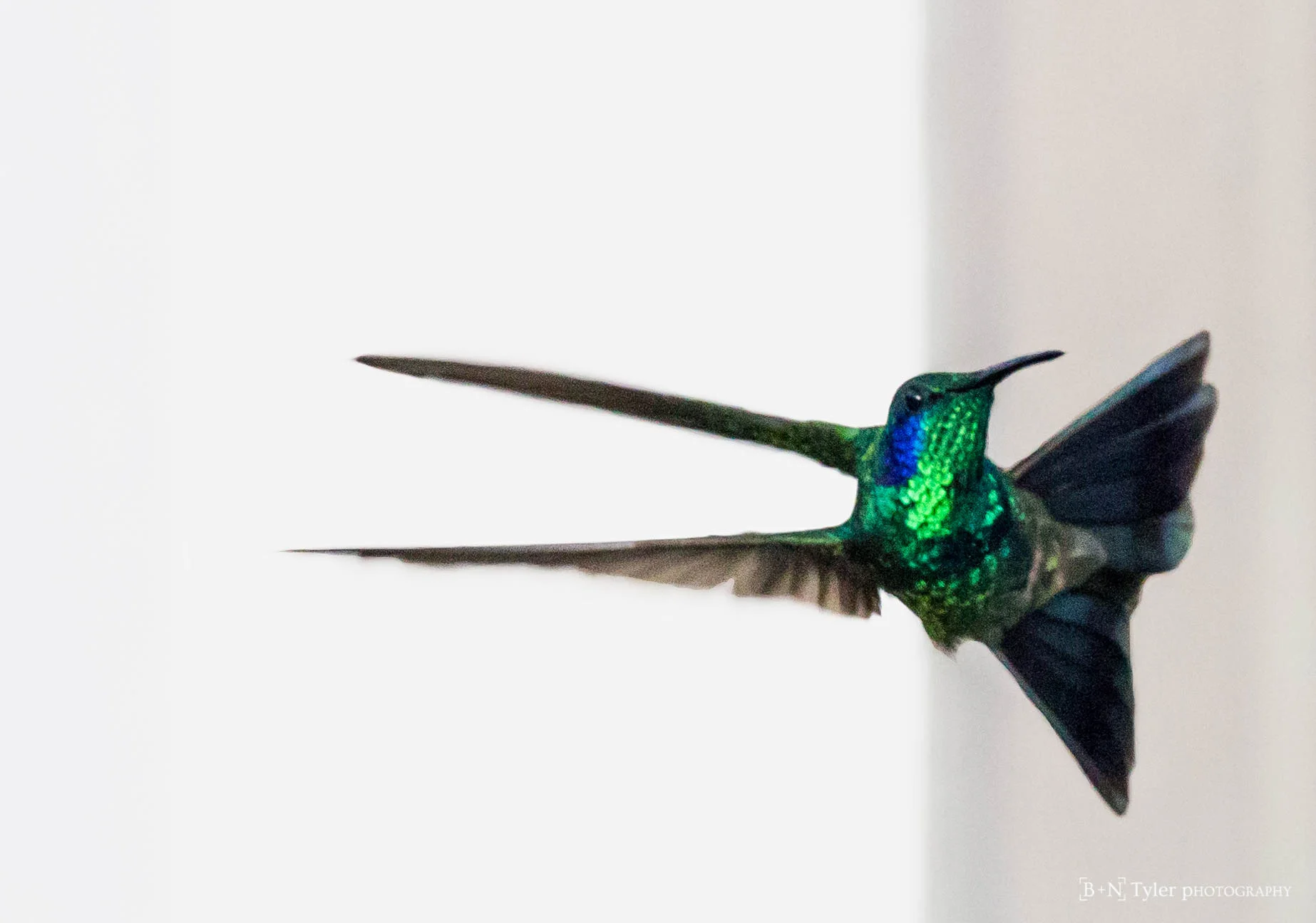 Green Violet-Ear Hummingbird