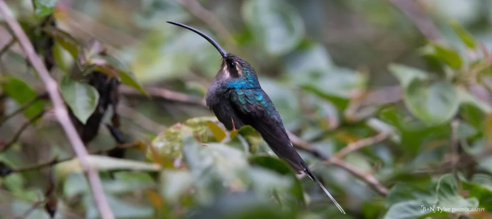Green Hermit Hummingbird