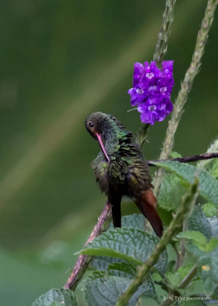 Rufoua-tailed Hummingbird preening