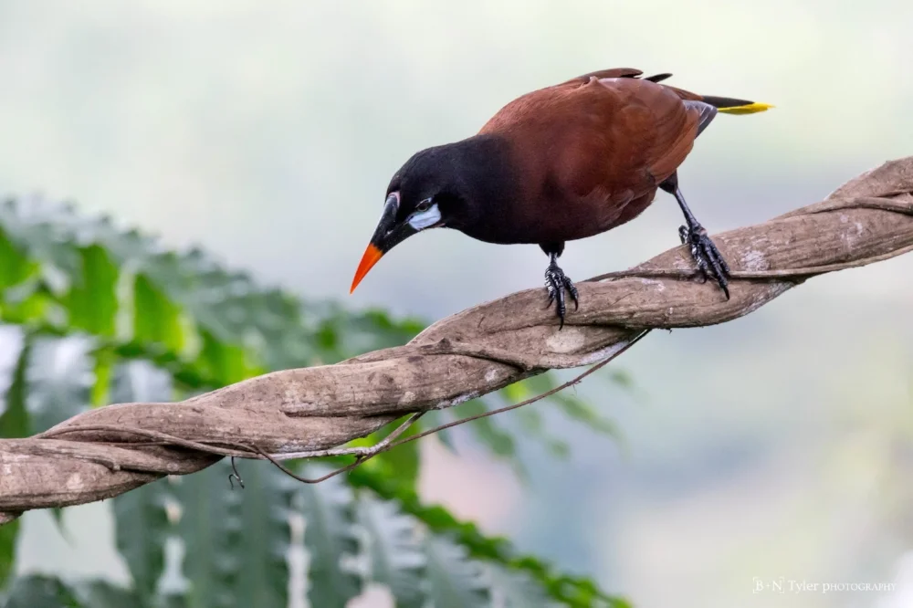 Montezuma Oropendola