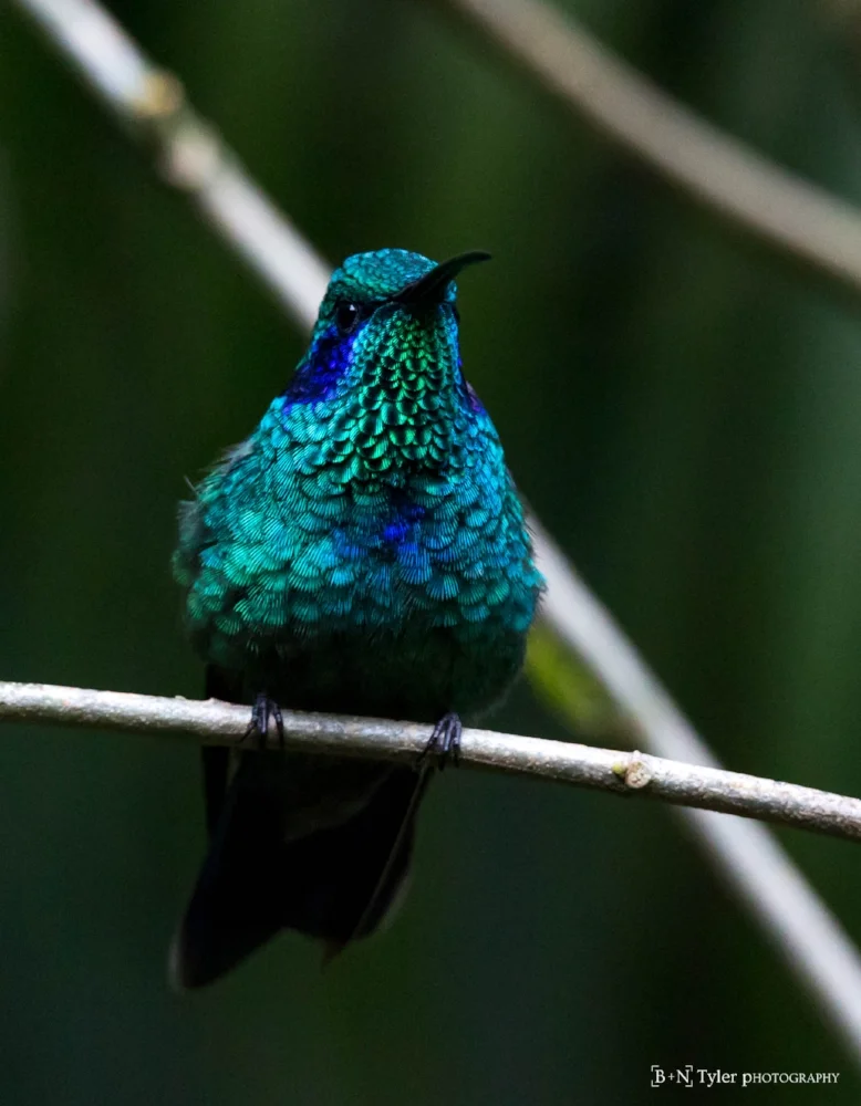 Green Violet-Ear Hummingbird