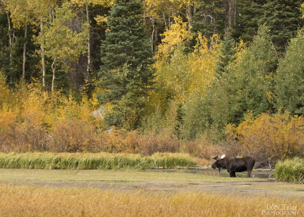 Set of 5 Utah Landscape cards