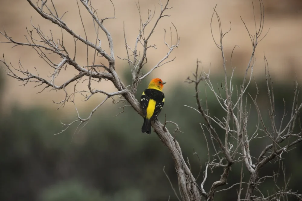 Set of 5 Utah Bird Cards