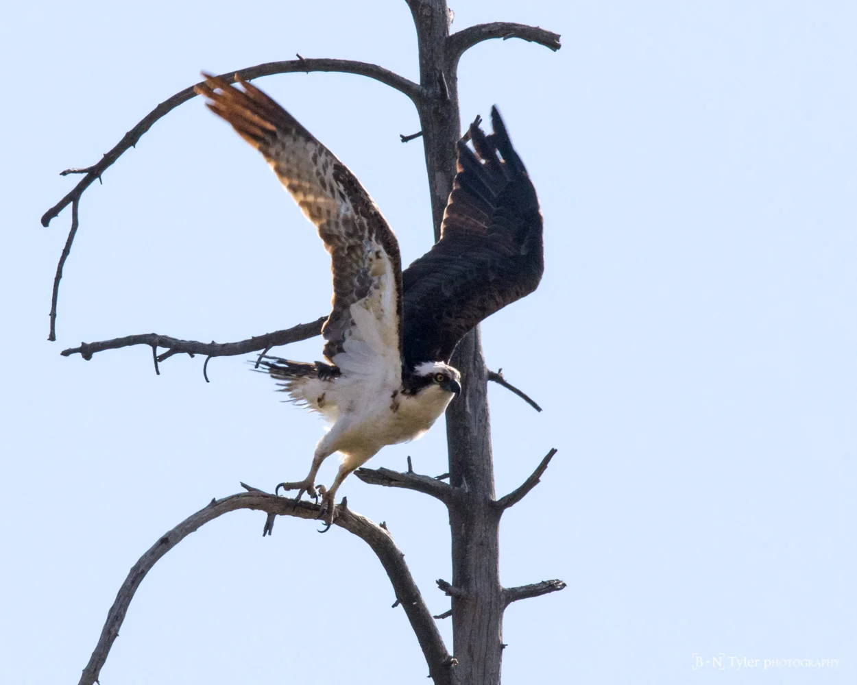 ospery-1347.jpg