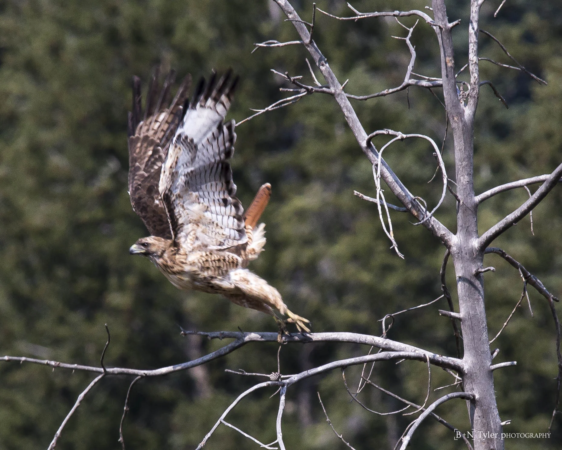 Red Tailed Hawk