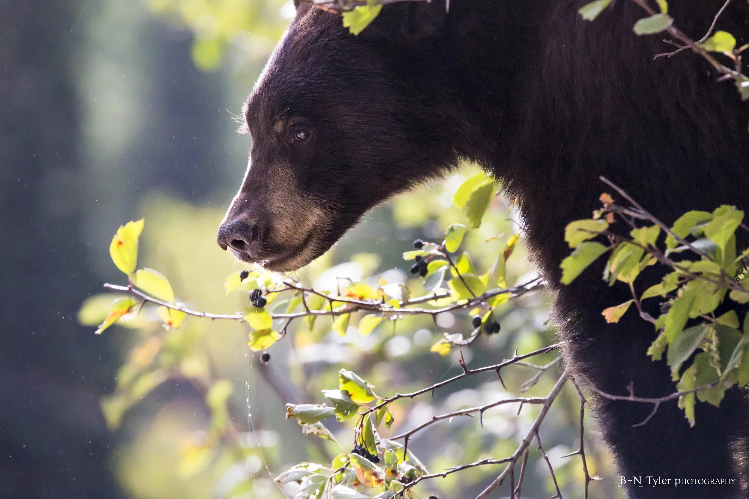 black bear2-2727.jpg