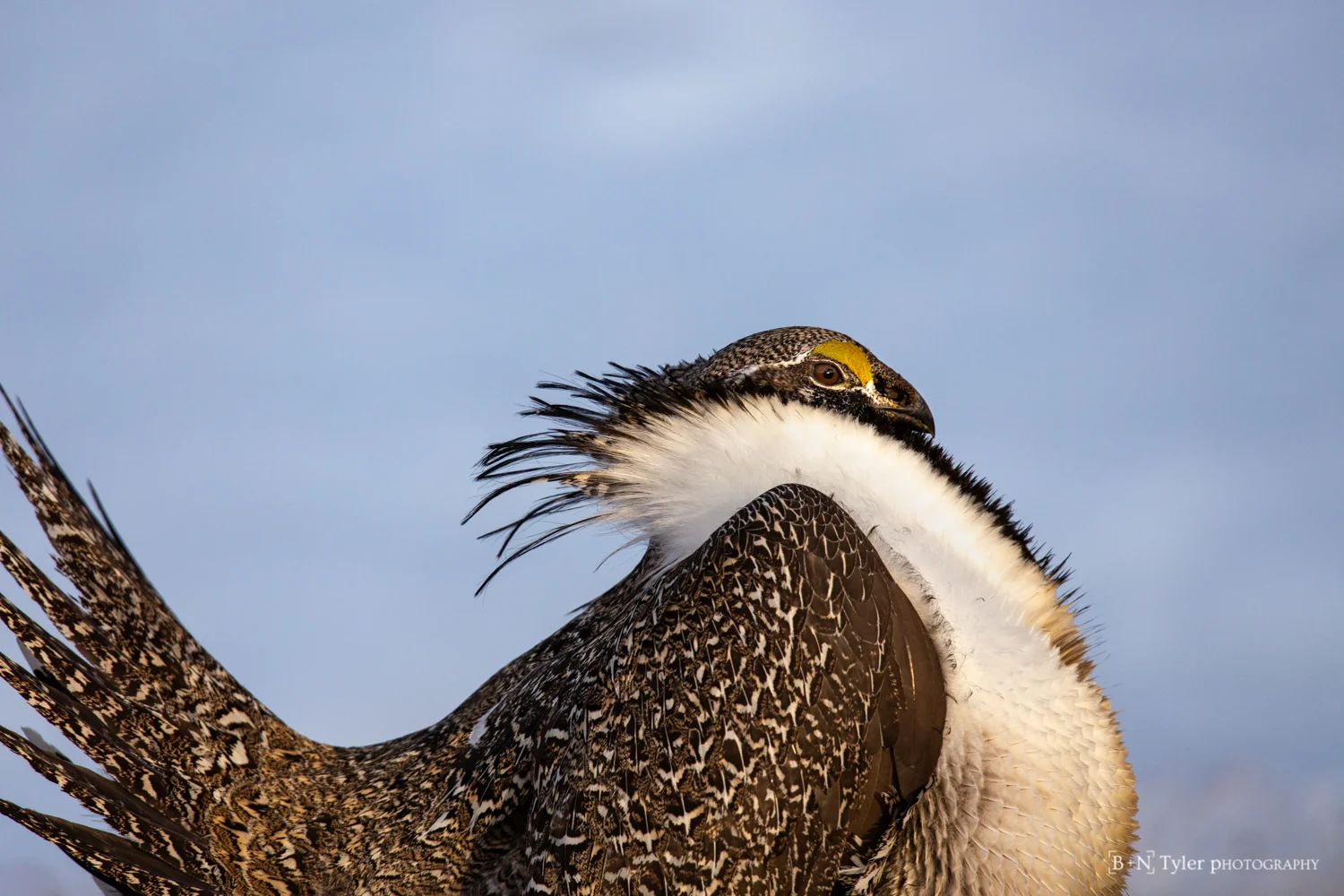 Greater Sage Grouse