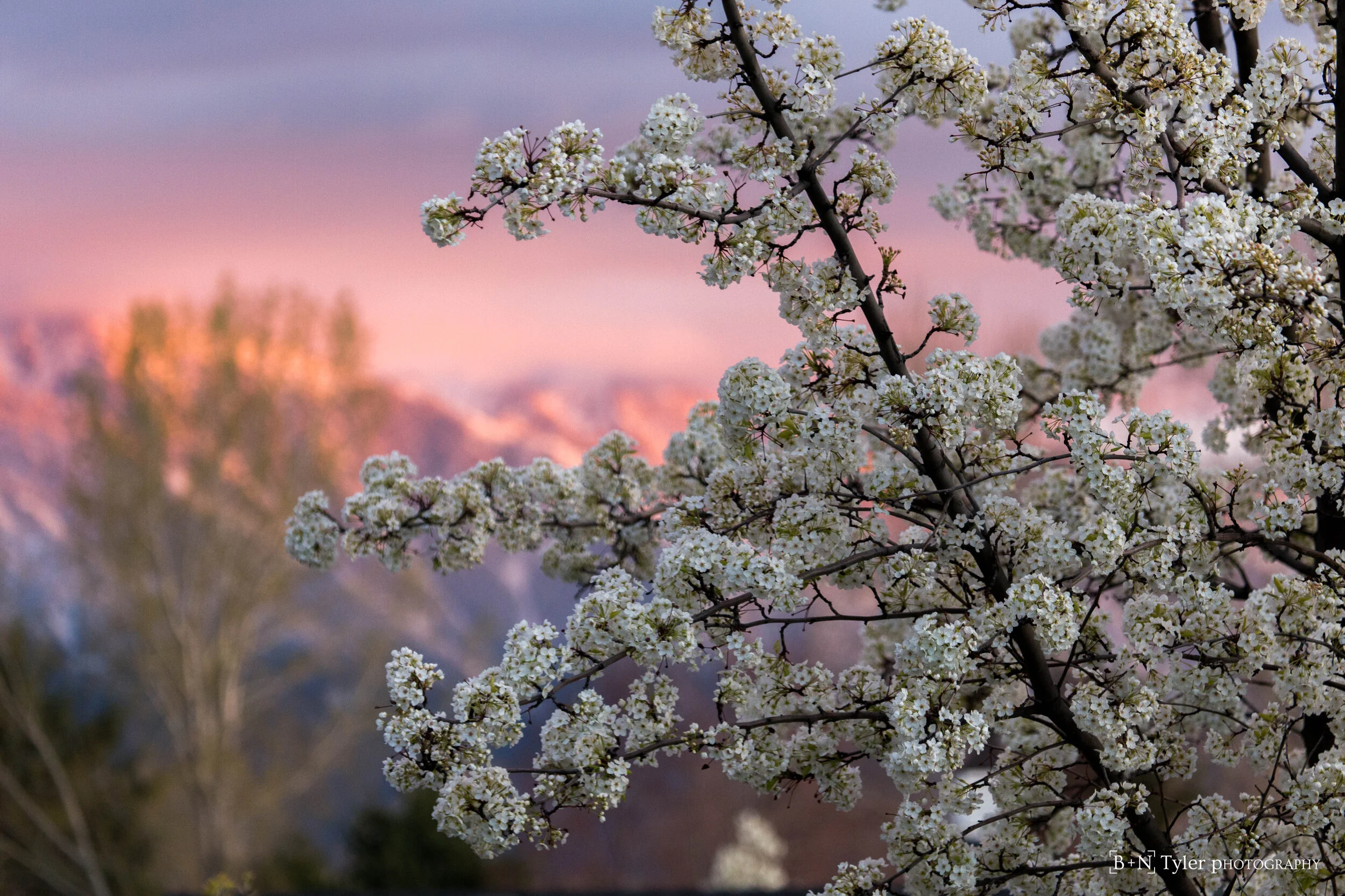 Spring time in the wasatch