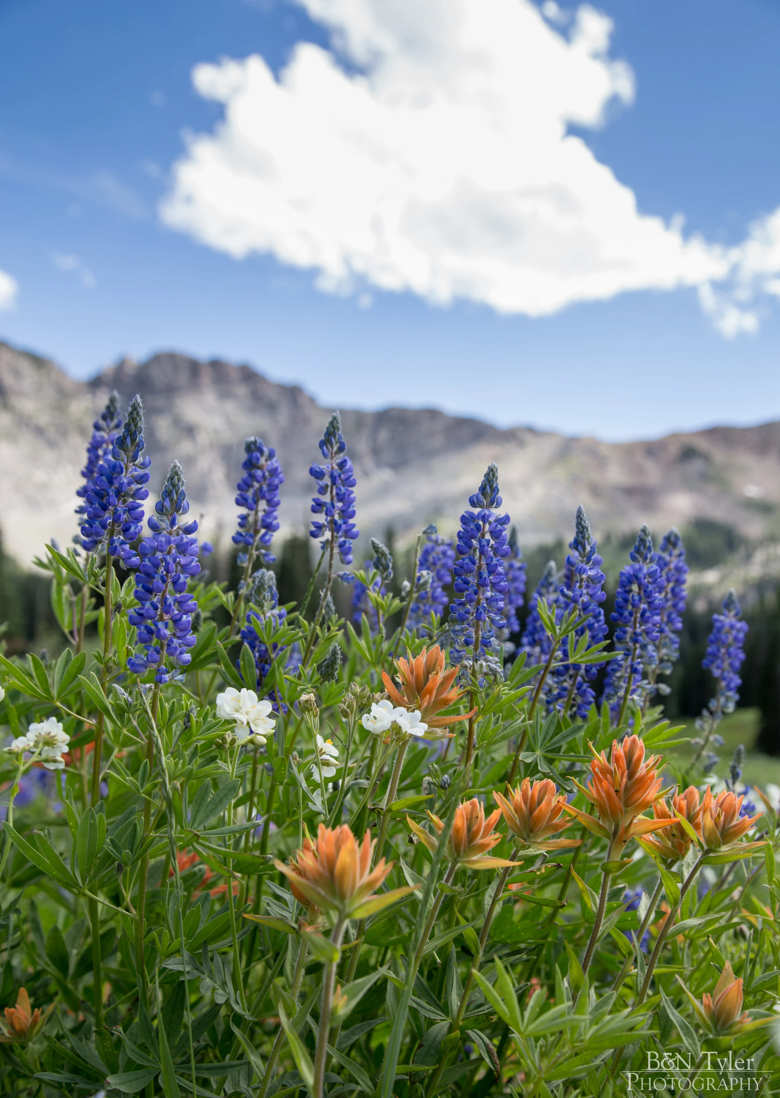 Wildflowers at Alta Valley