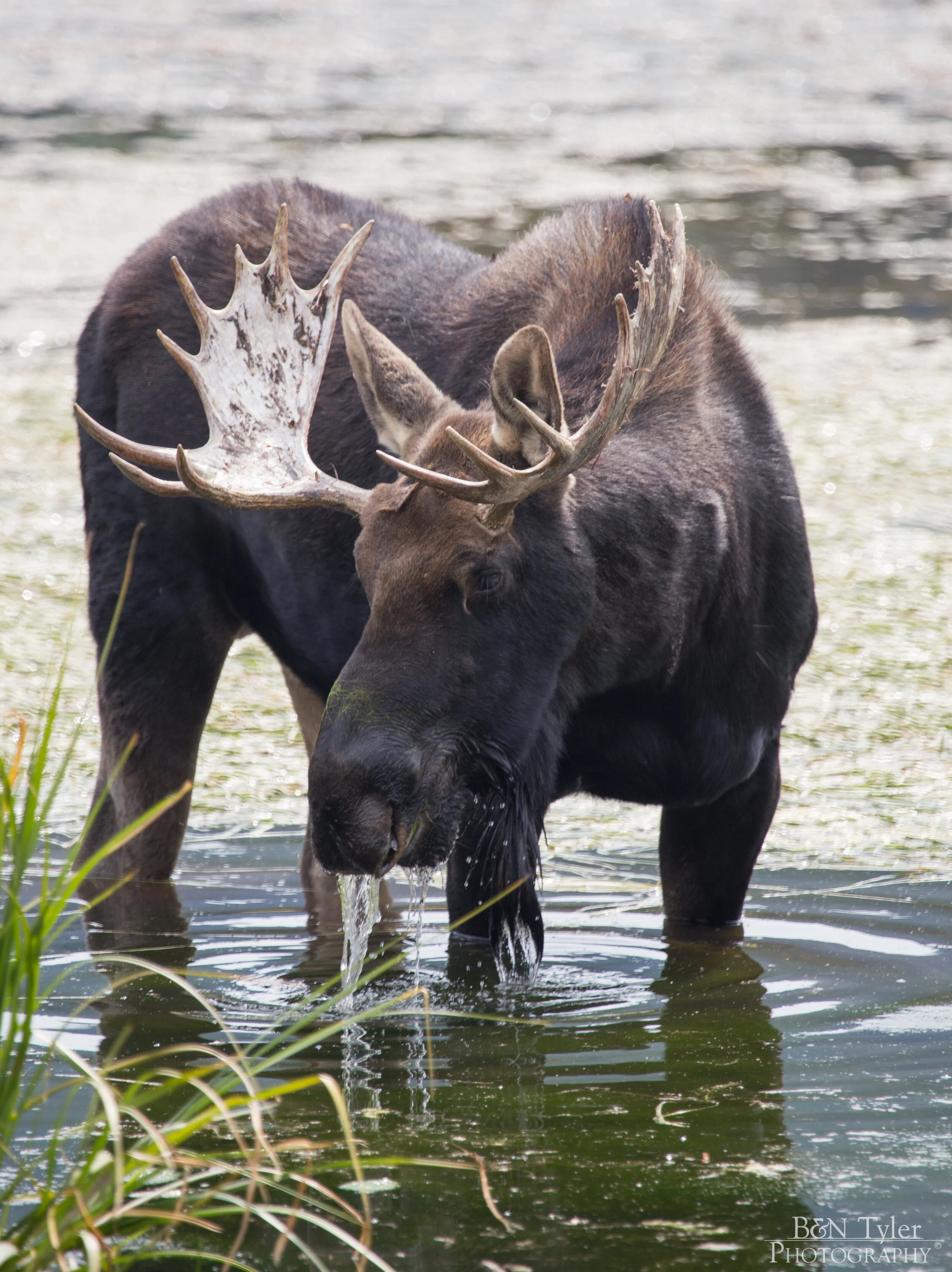Moose at Silver Lake
