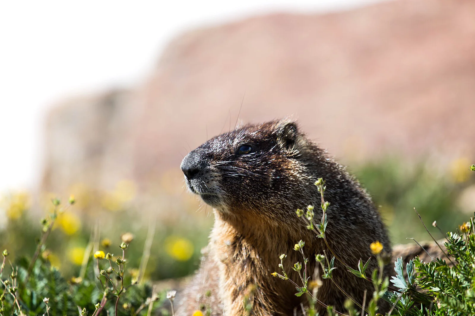 Marmot