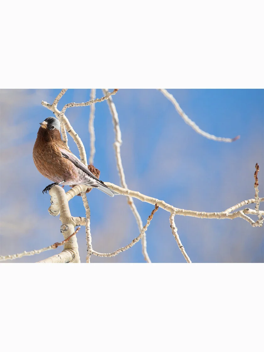 Gray-crowned Rosy Finch