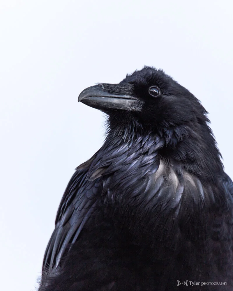 Common Raven