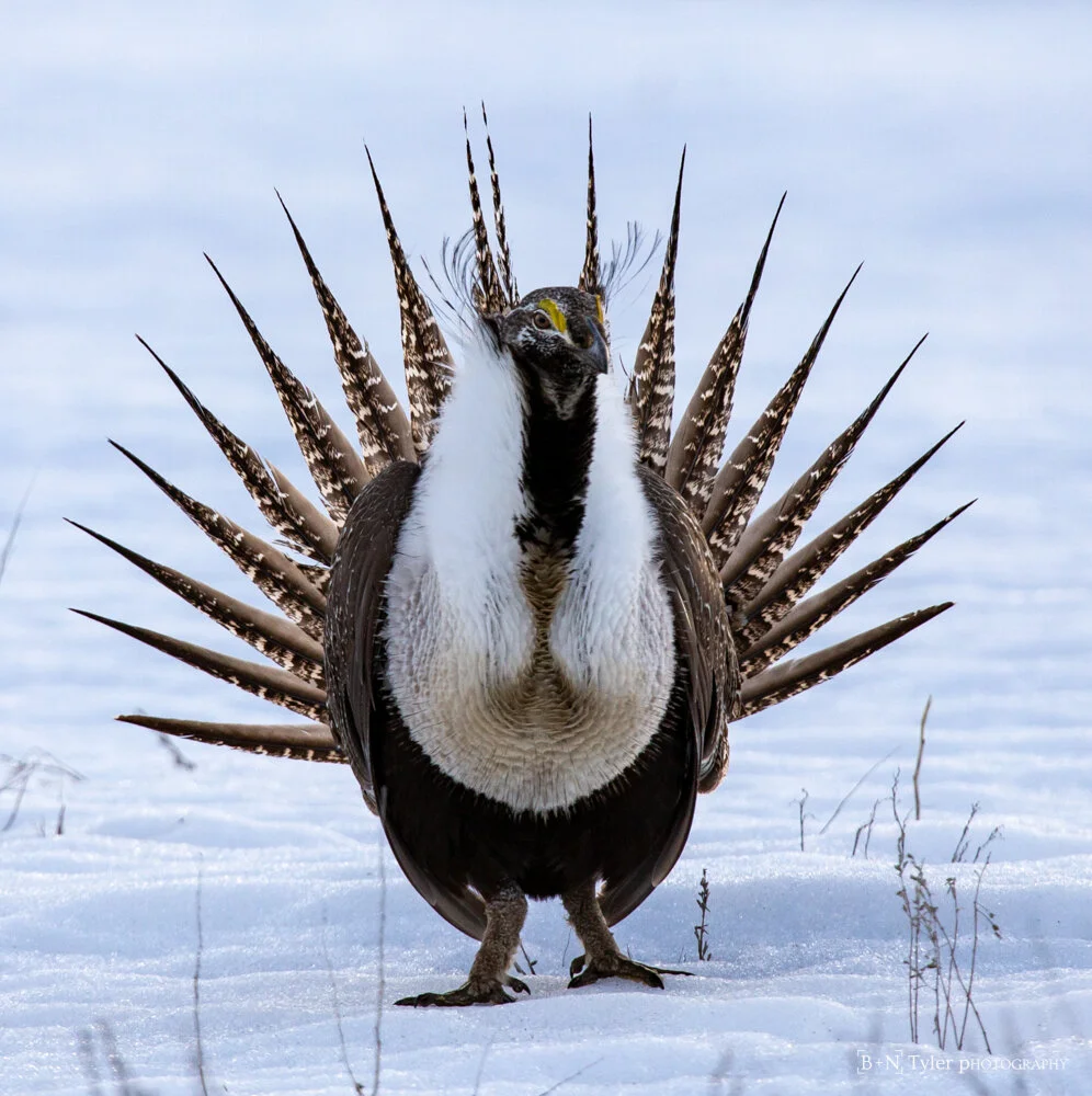 Greater Sage Grouse