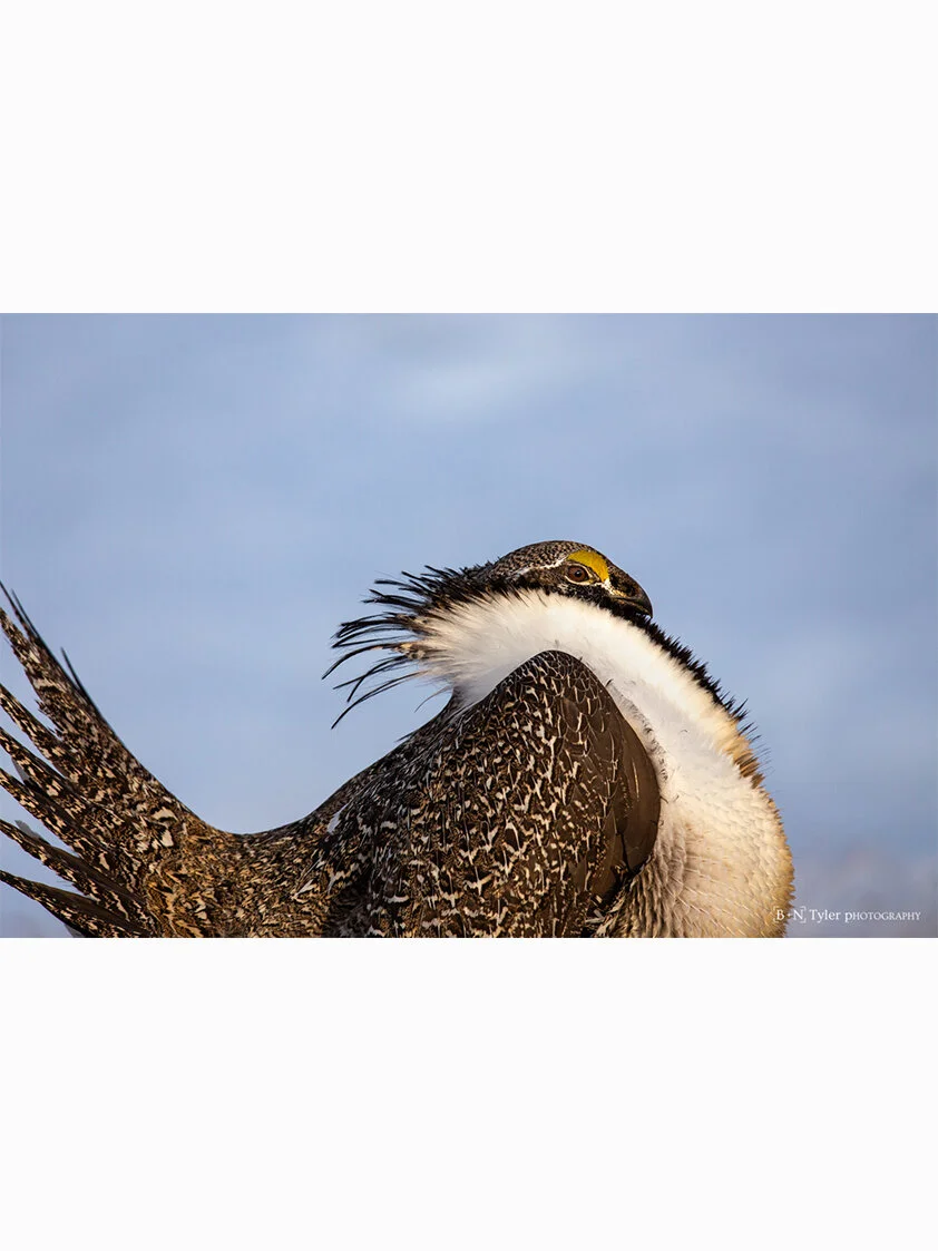 2019 Audubon Top 100 Recognized - Greater Sage Grouse