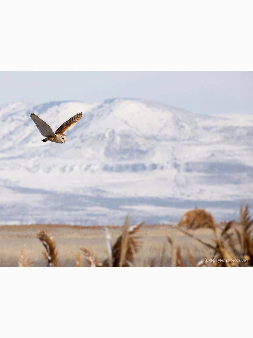 Cornell Lab of Ornithology Published - Barn Owl
