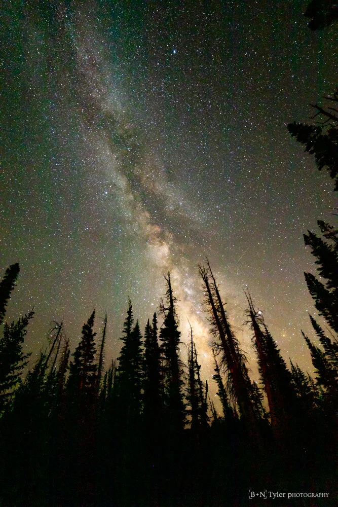 Milkyway over a forest
