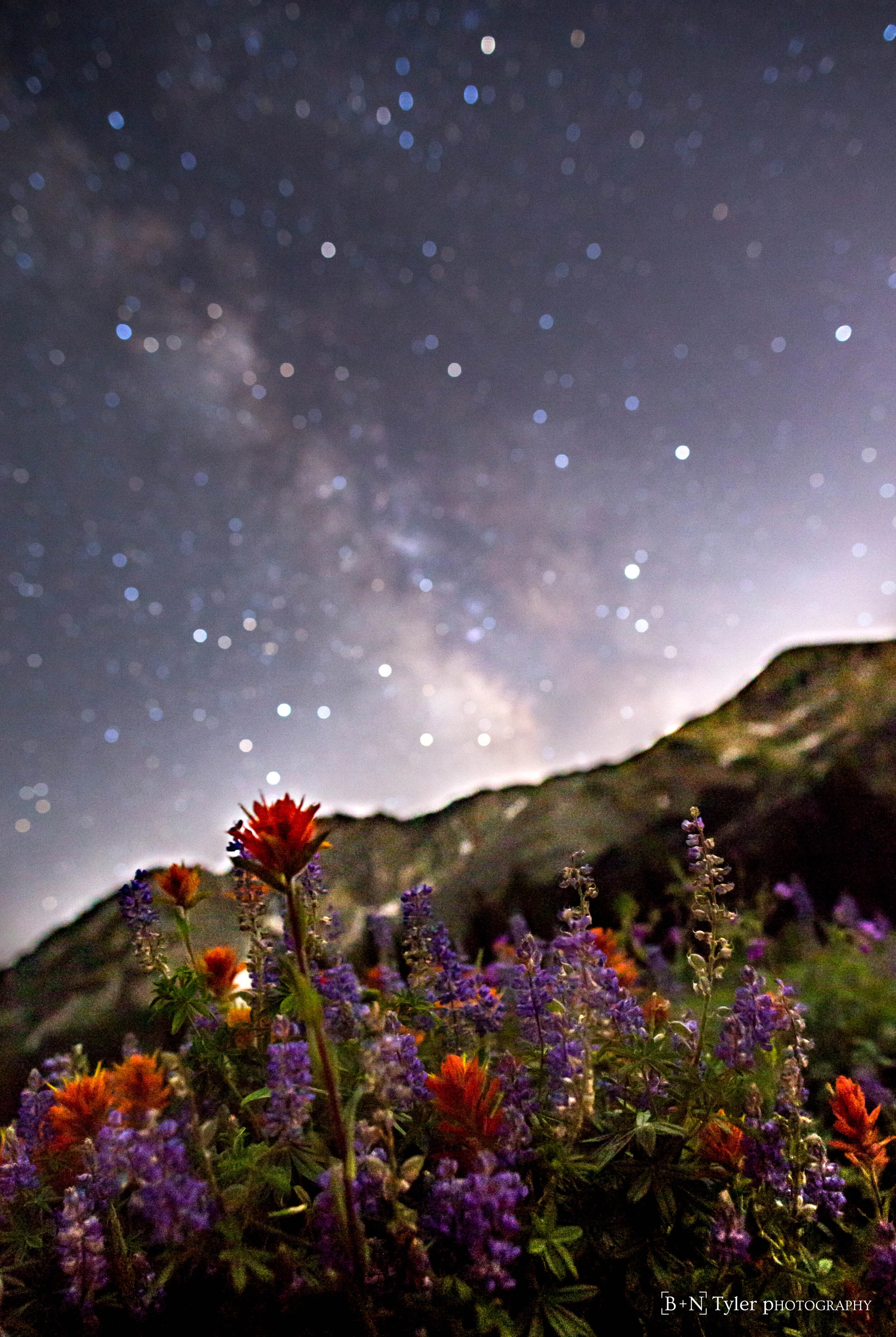 Wildflowers under the stars