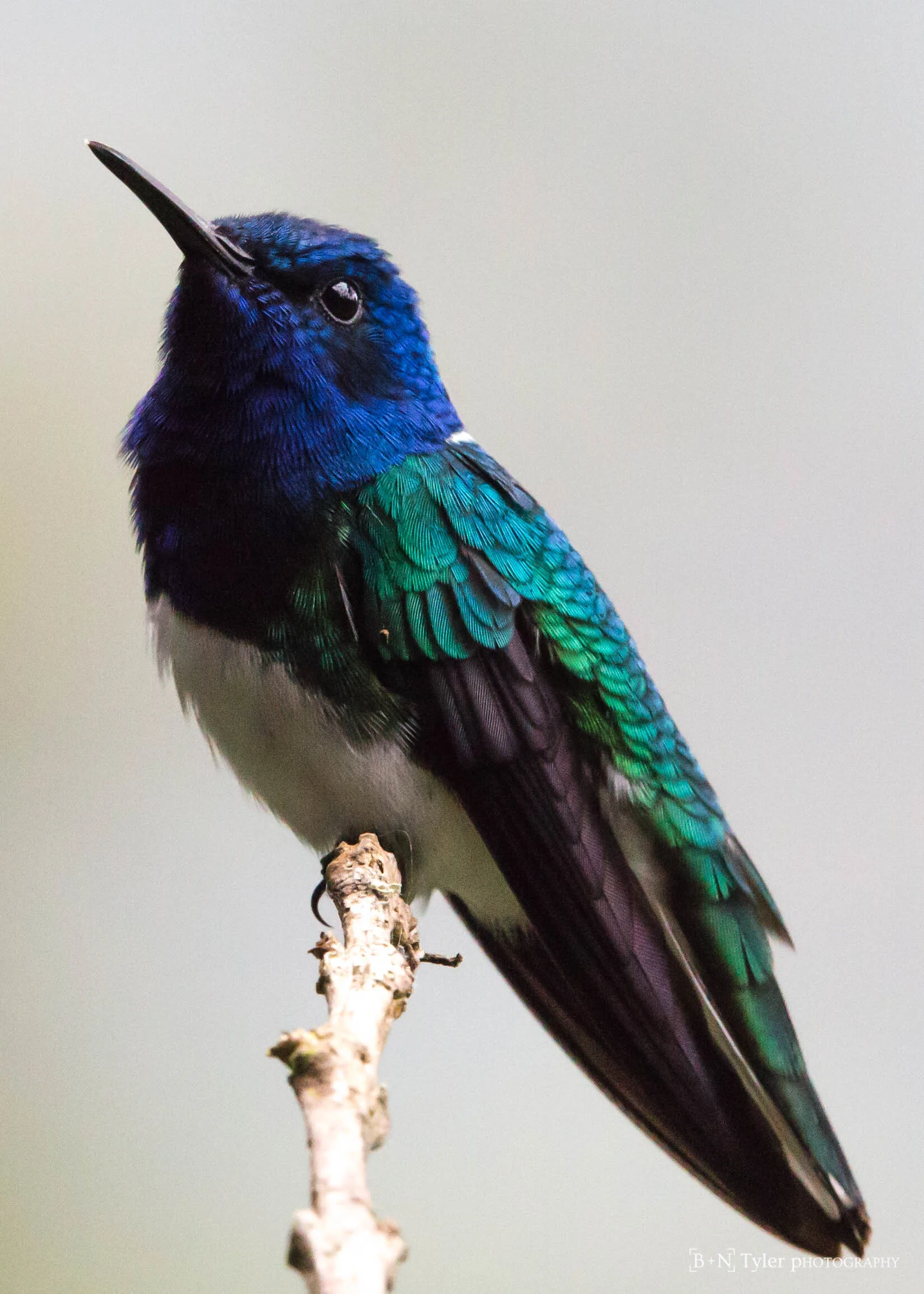 White-necked jacobin male