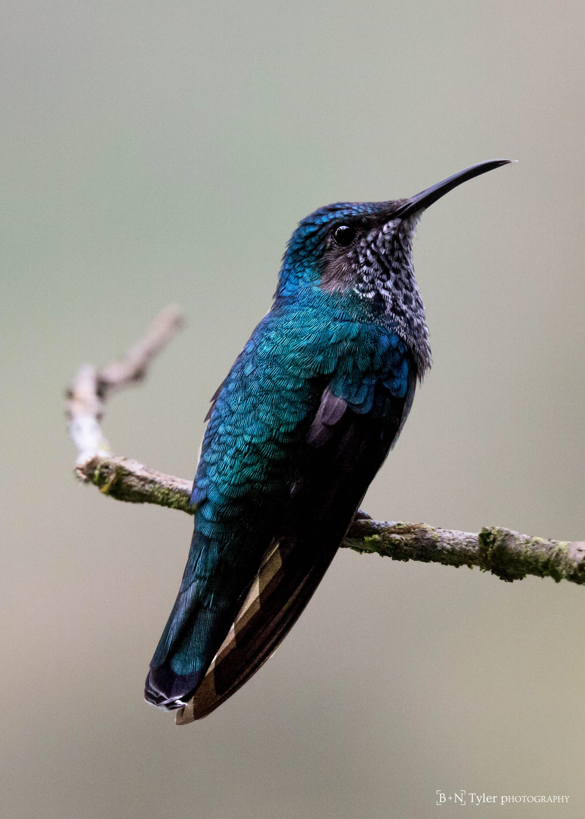 White-necked jacobin female hummingbird