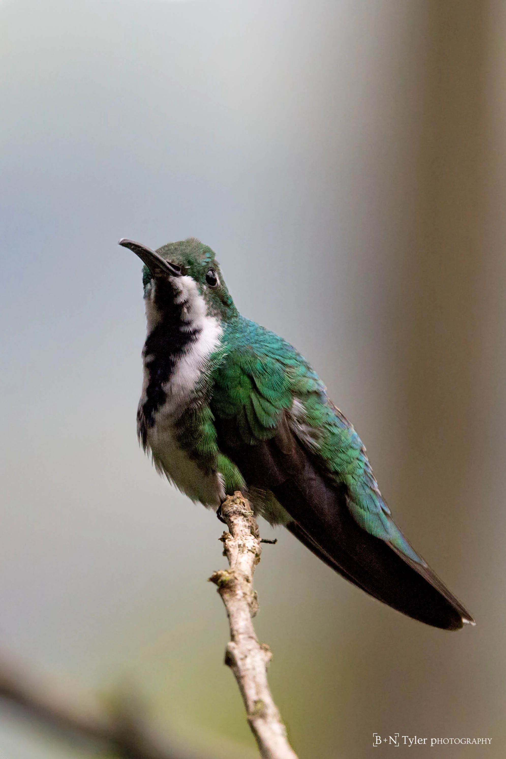 Green-breasted Mango female hummingbird
