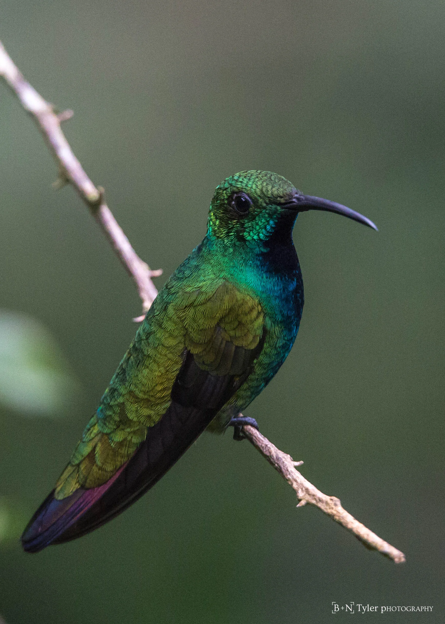 Green-breasted Mango male hummingbird
