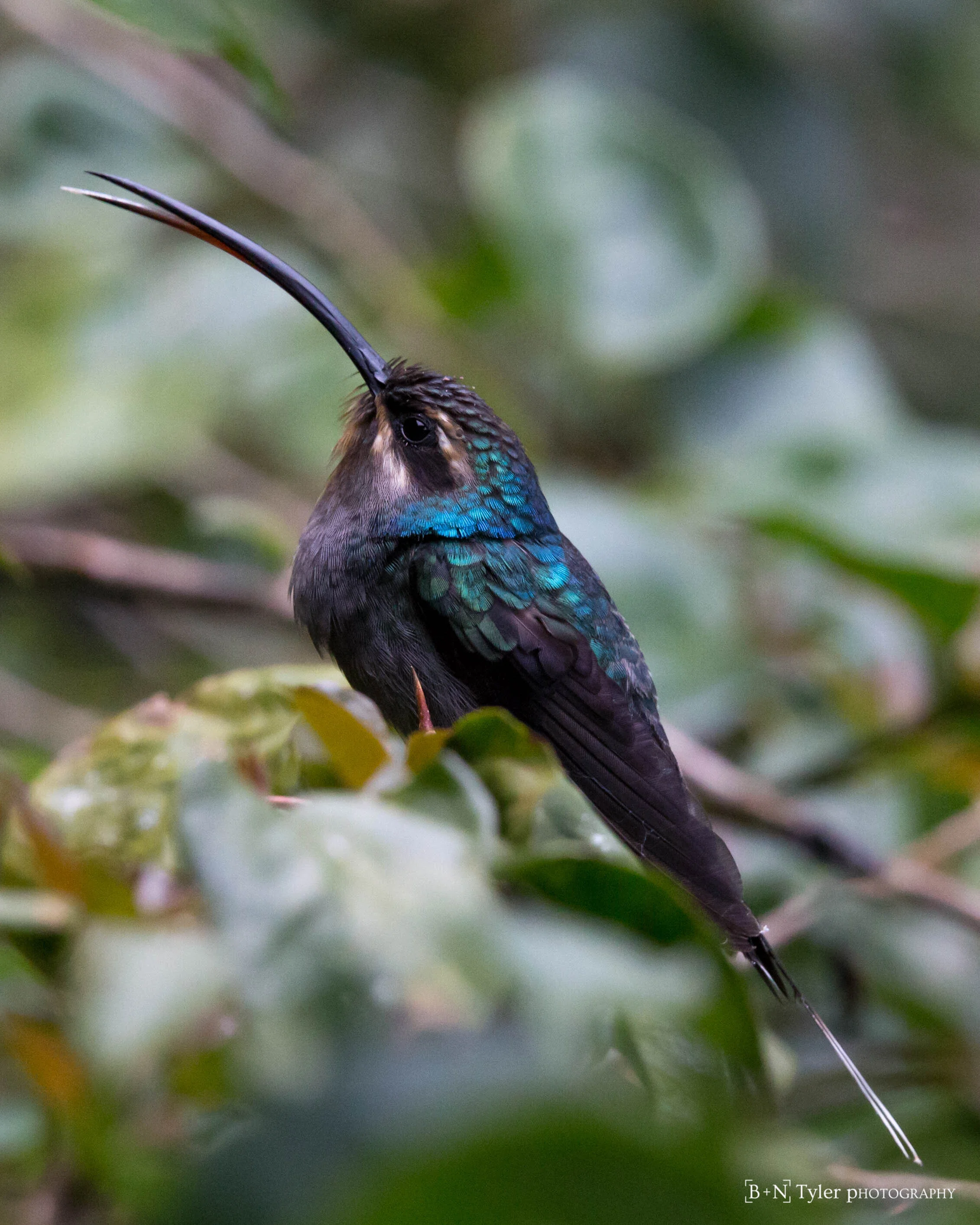 Green hermit hummingbird