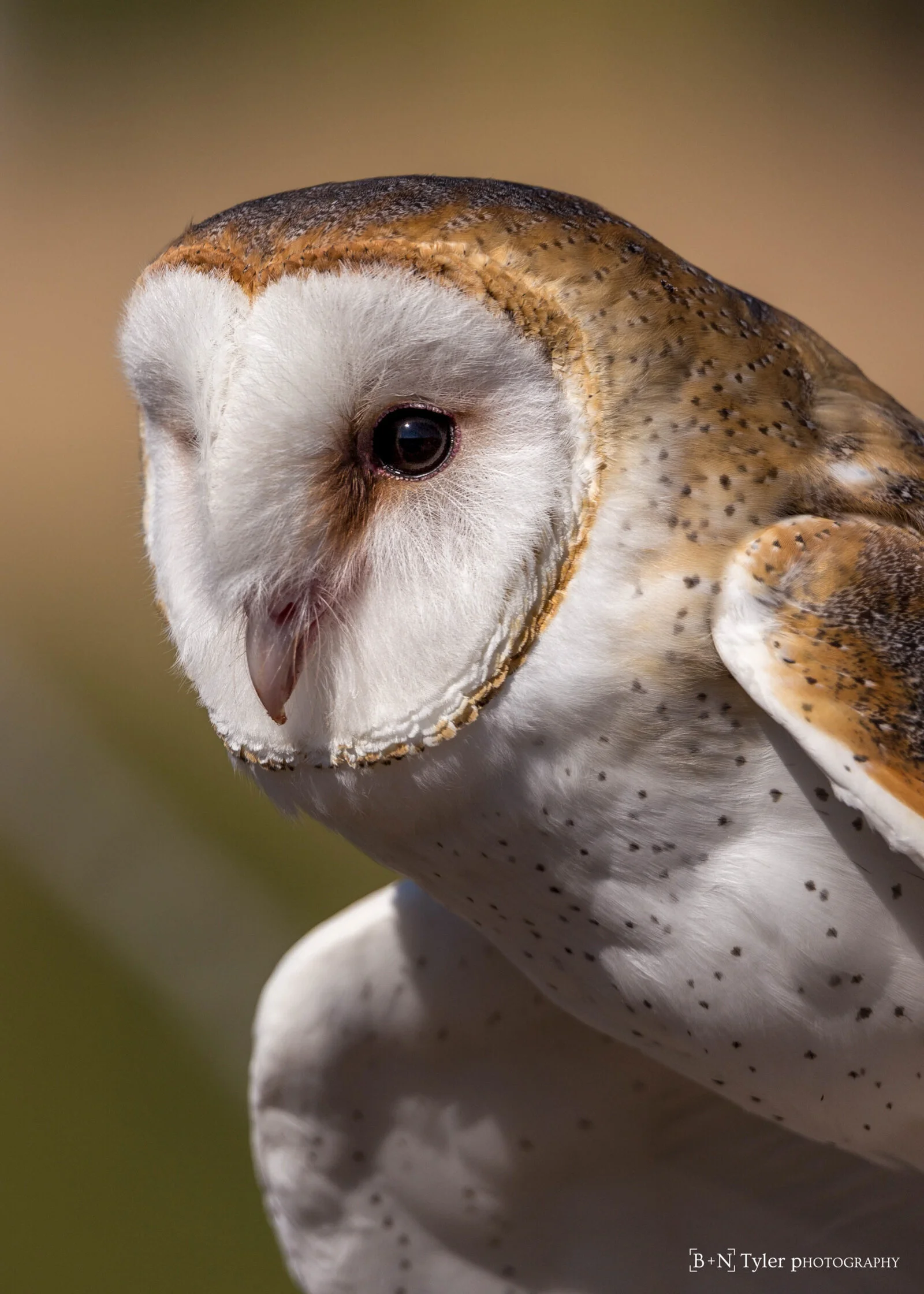 Barn owl