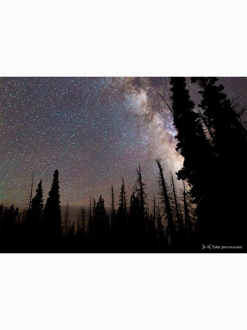 Milkyway amongst the trees