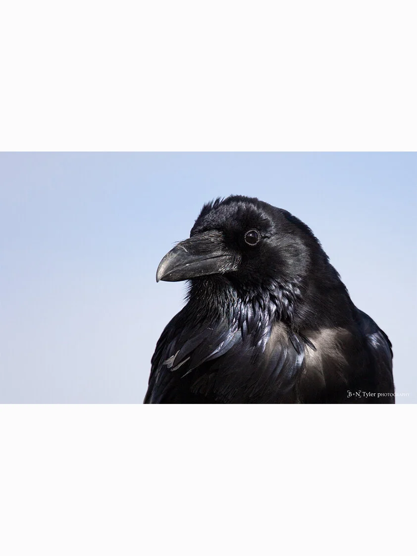 Common Raven portrait