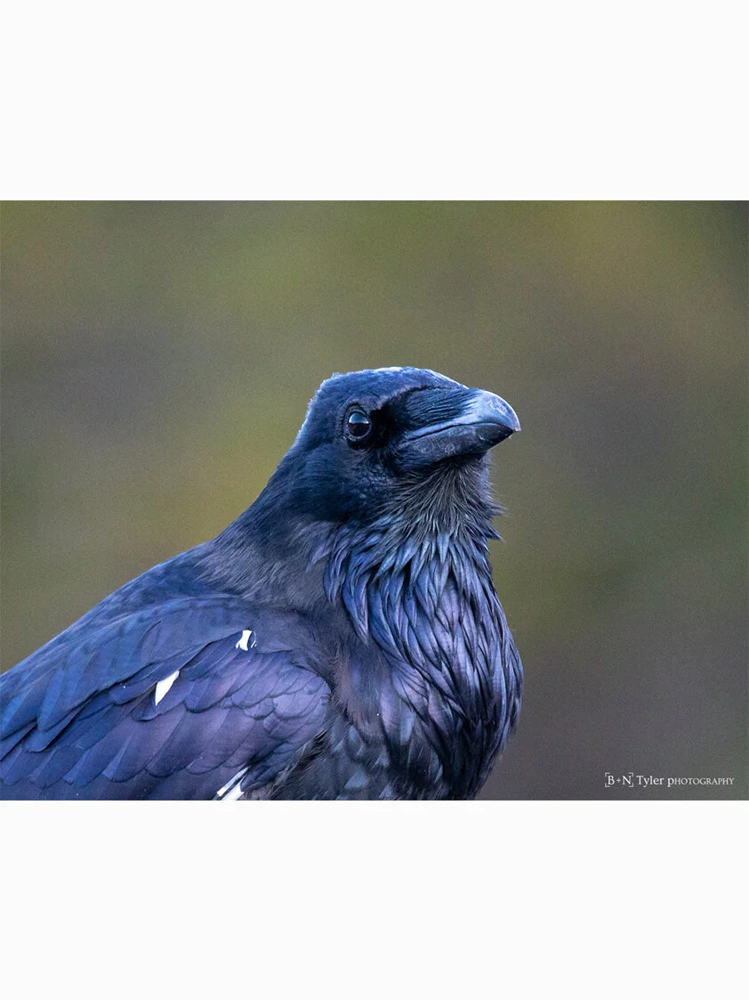 Common Raven