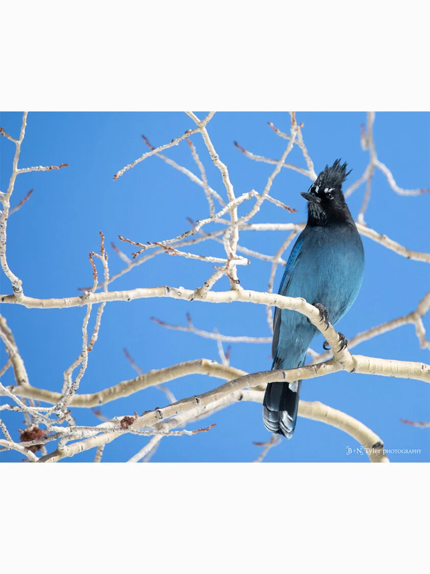 Steller Jay