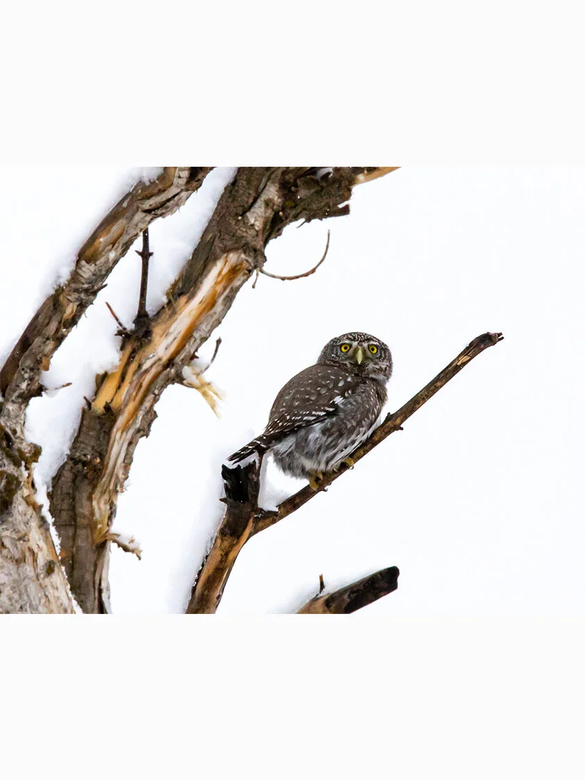 northern pygmy owl